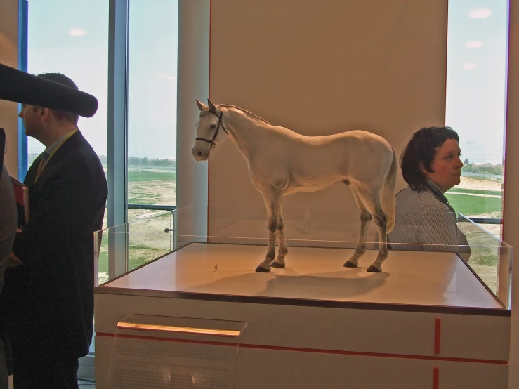 the miniature horse on display is near people looking at it