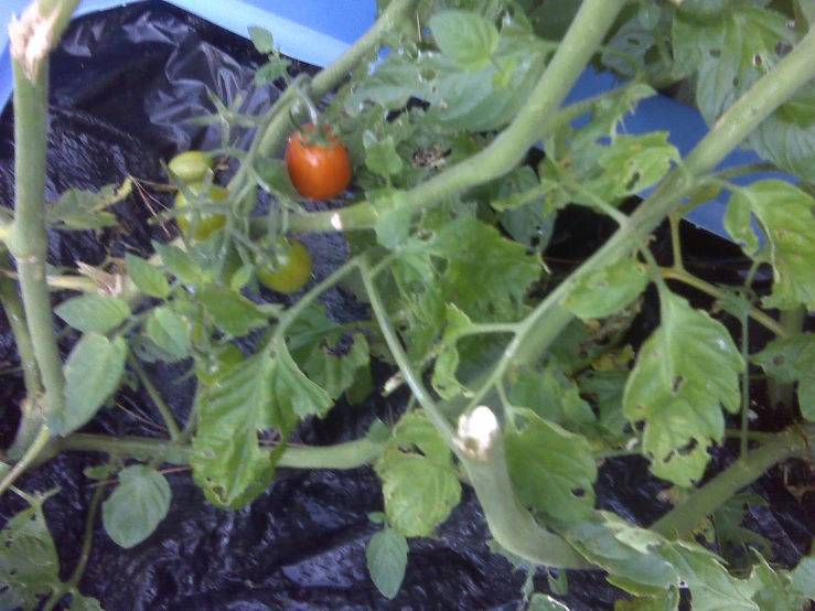 tomato plant with ripe tomatoes in a plastic pot