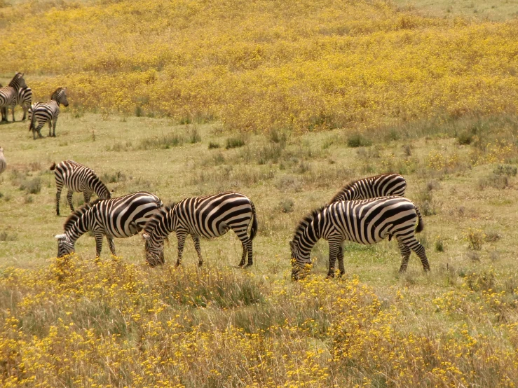 a herd of ze grazing in the grass