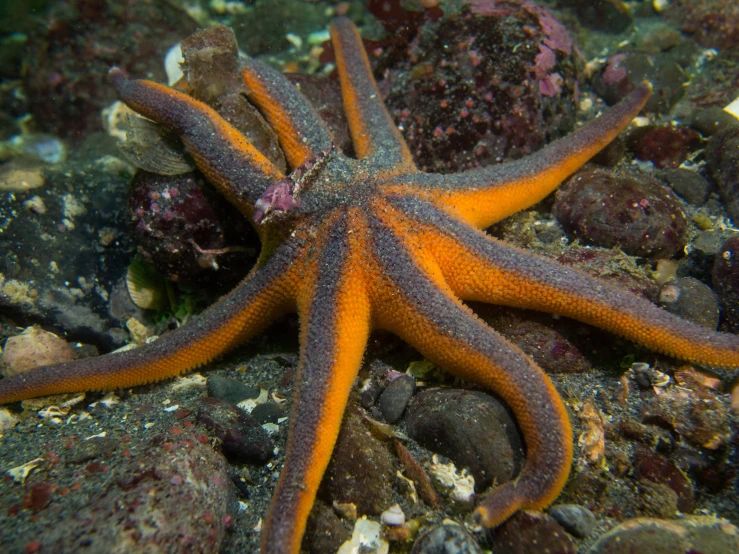 an orange and grey starfish on rocks on the water