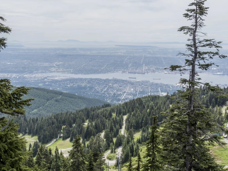 a view of a city in the distance in a forested area