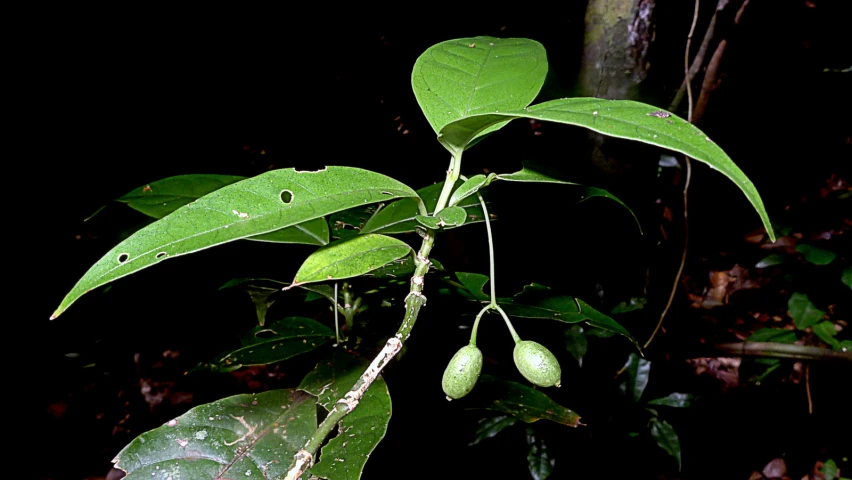 a close up of a tree nch with some green leaves