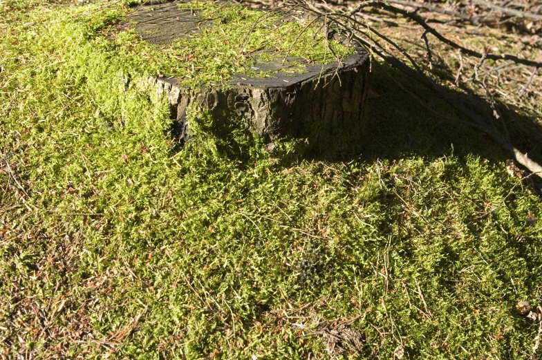a small wooden bench with grass on top