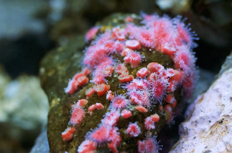a group of sea corals with different colored algaes on a rock