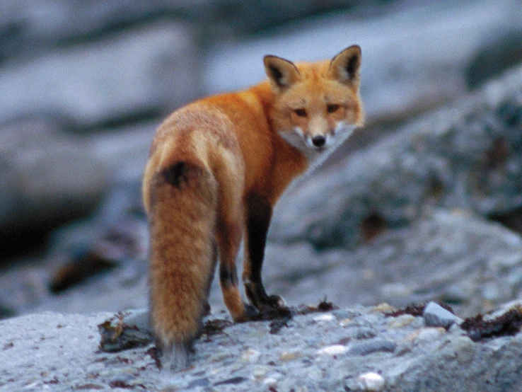 an orange animal with a black spot near a rocky hill