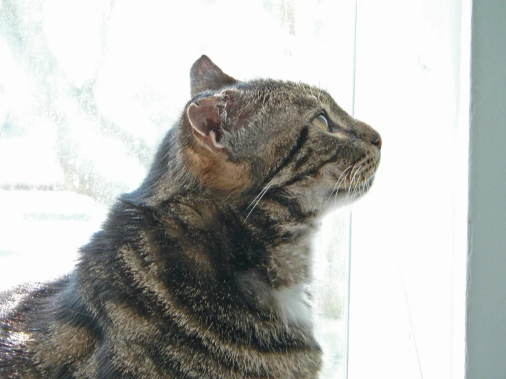 a cat sitting by the window looking outside