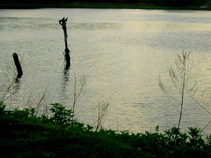 a river with some very tall poles in it