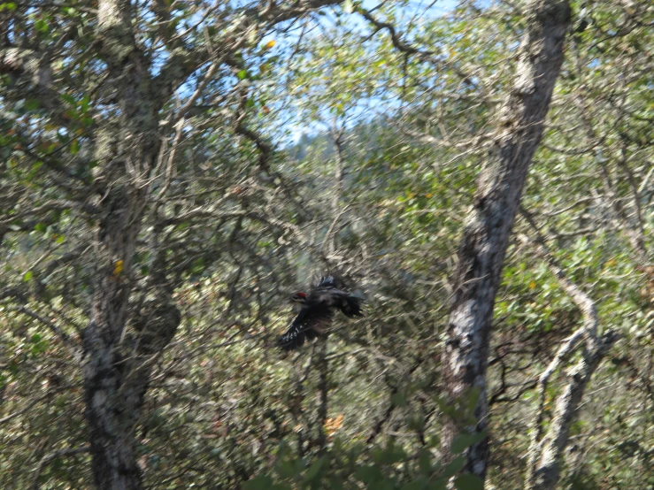 birds flying around tree tops with lots of leaves