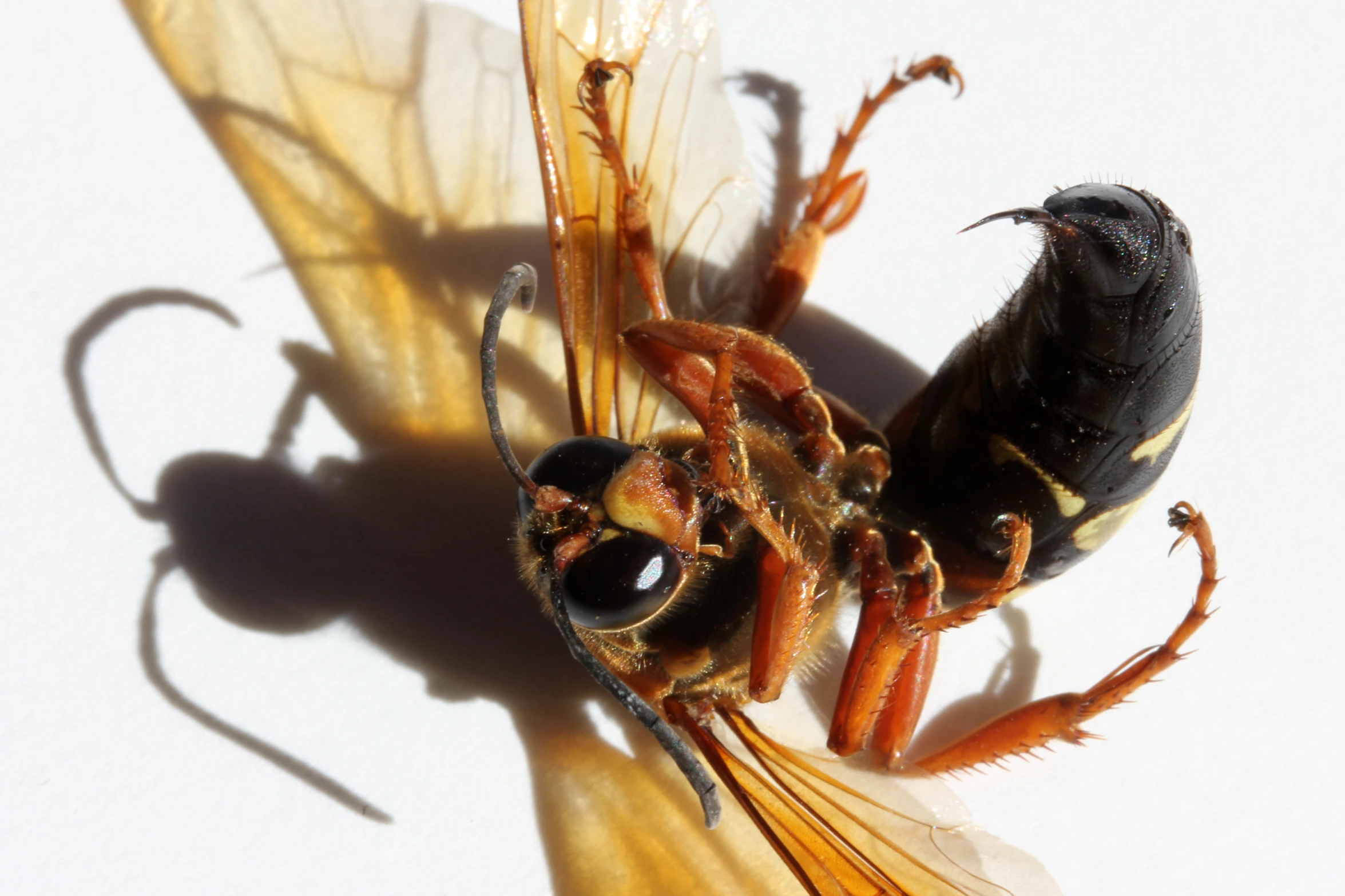 a black insect is standing up in the sunlight