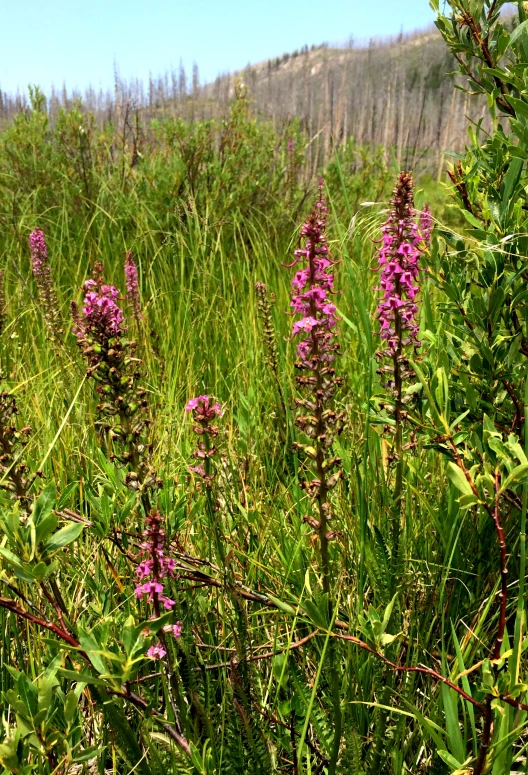 a view from a grassy field of flowers