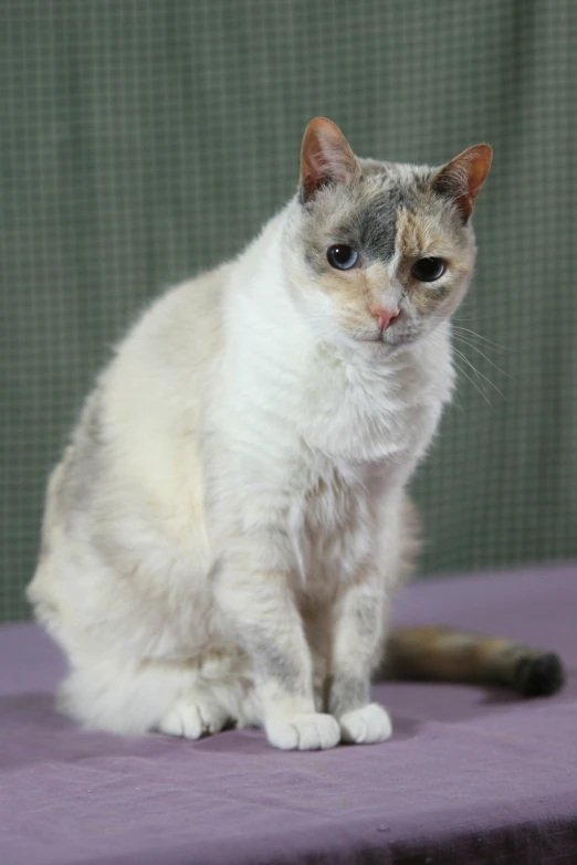 a cat sitting on a bed with a green background