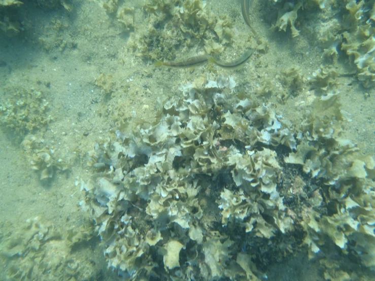 an ocean floor covered in a number of different types of algae