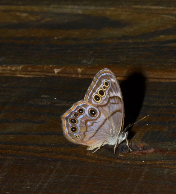 two small blue erflies standing on a wooden surface