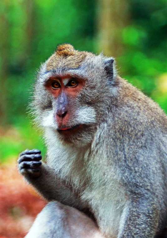 a close up of a small monkey holding a rock