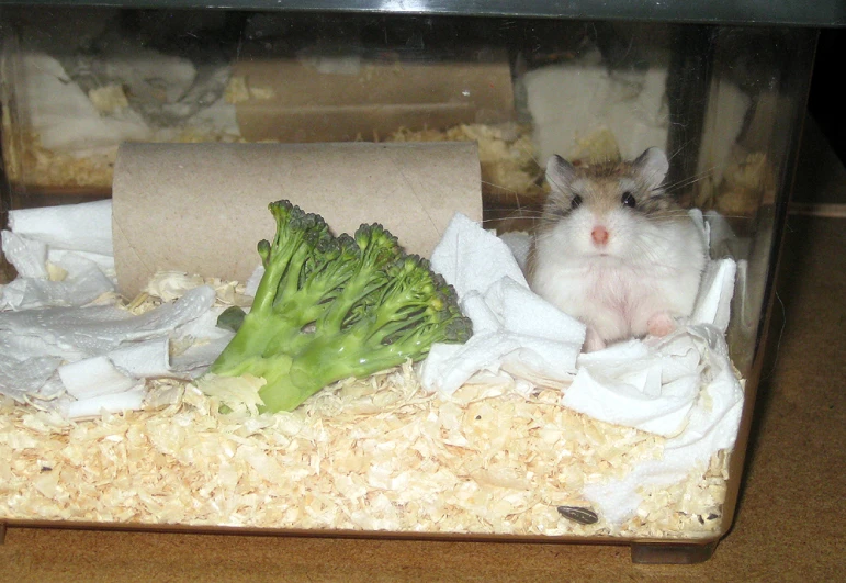 a hamster next to a bunch of vegetables in its cage