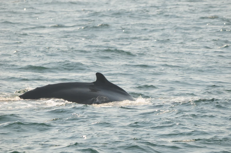 a whale with its mouth open swimming on the water