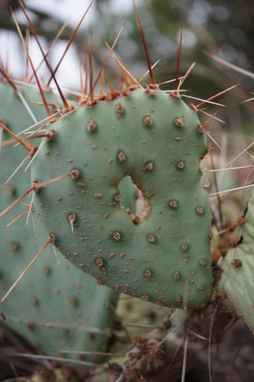 green cactus with many small needles and rocks