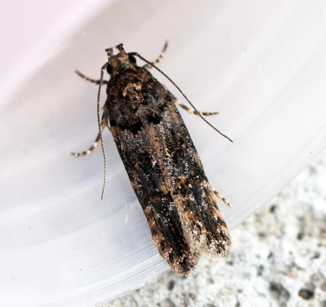 a close up of a small moth on a white surface