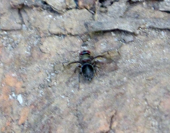 a fly sitting on top of rocks with water