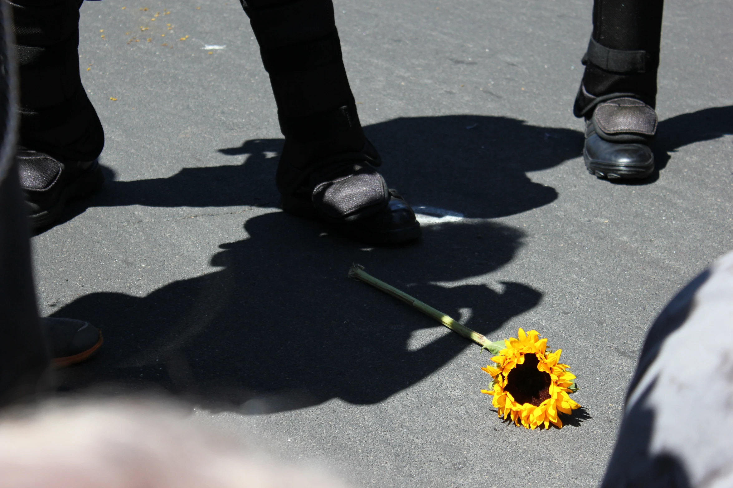 the sunflower that has been put in the street