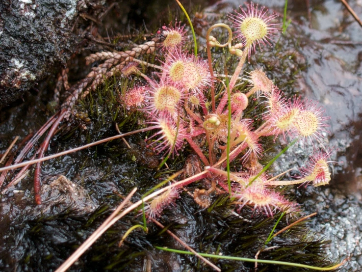 a flower that is growing out of the ground