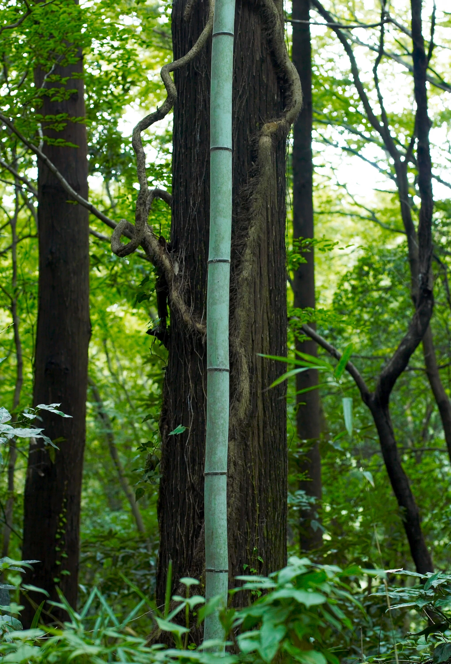 an interesting vines that grows on the side of a tree