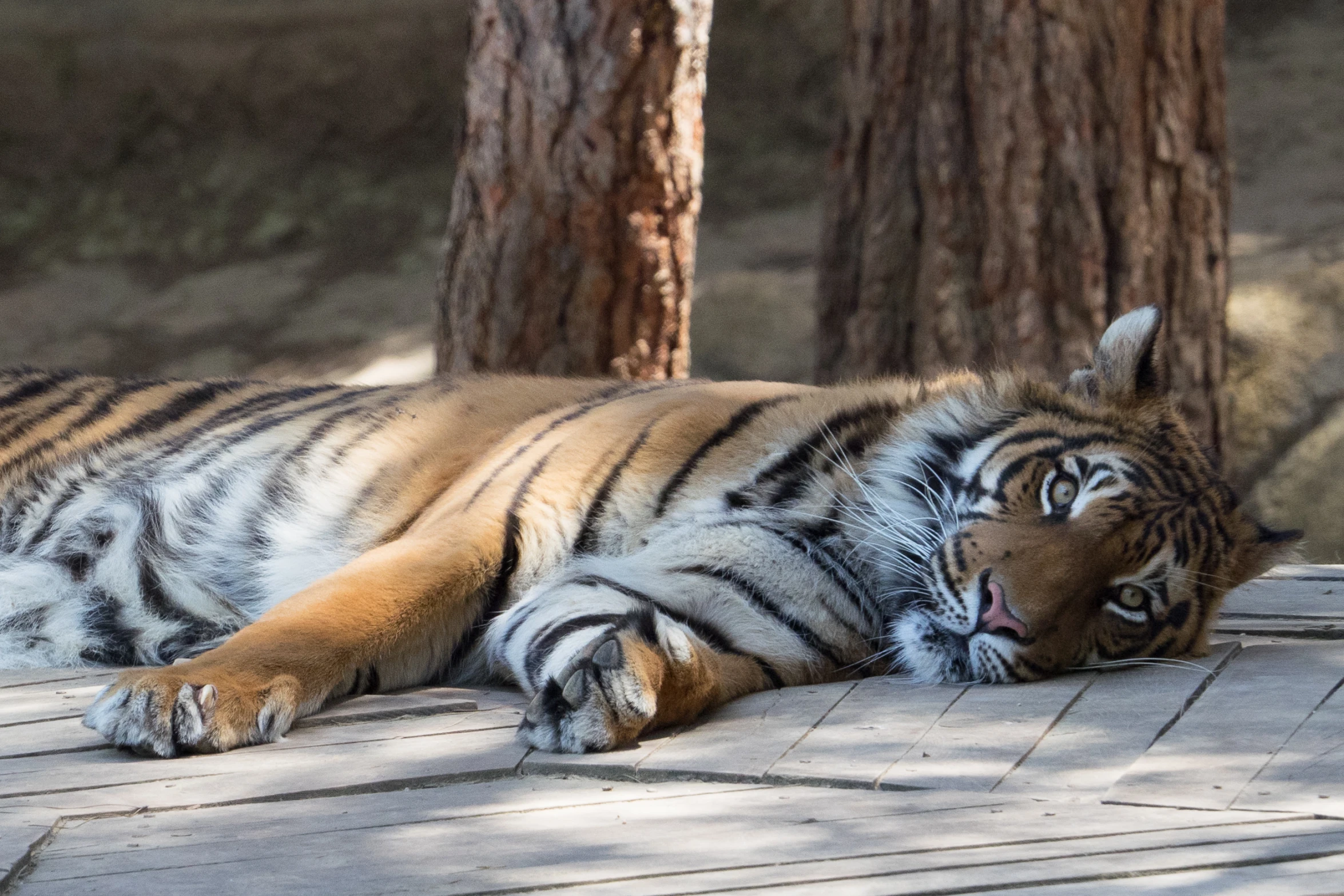 tiger laying on a deck in the sun