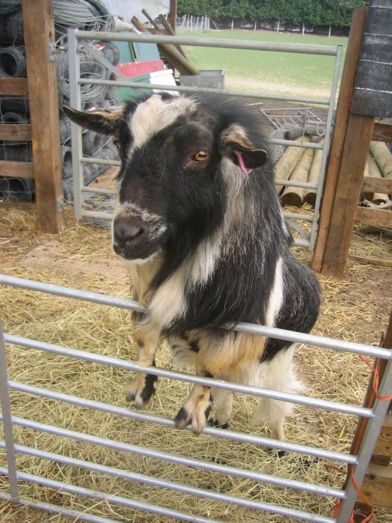 a baby goat in an enclosure in a pin