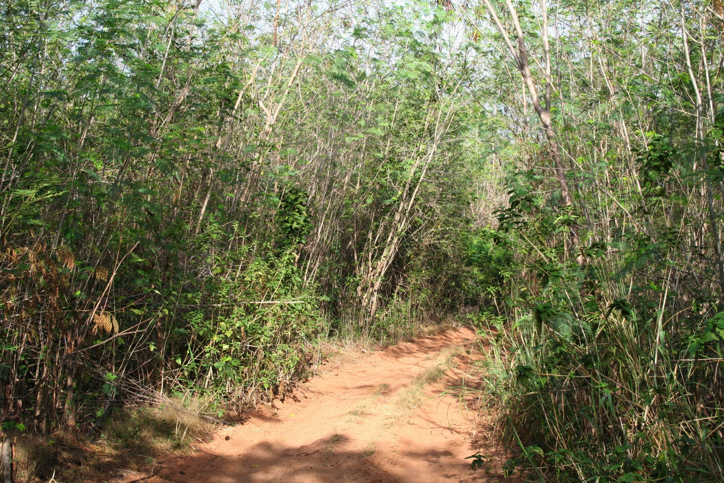 dirt trail in the middle of dense forest