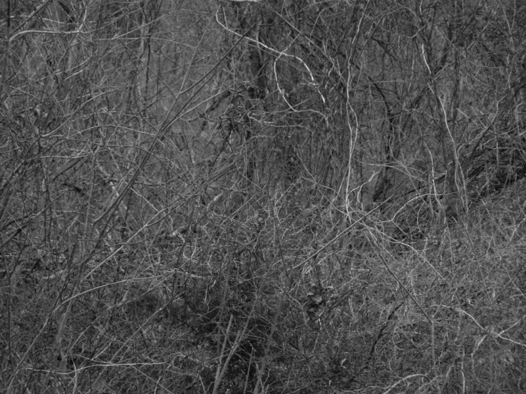 a cat walking through a forest near some brush