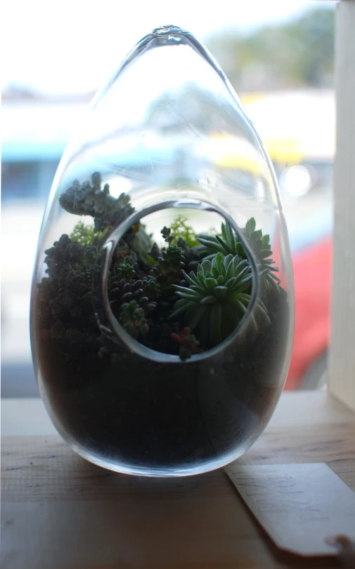 glass vase containing plants with window ledge below