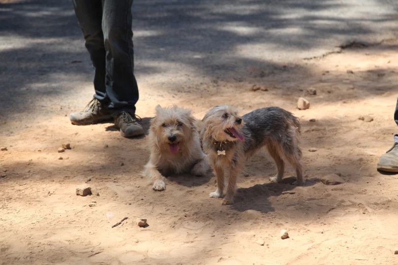 two dogs sitting together, one on its head and one on its paw