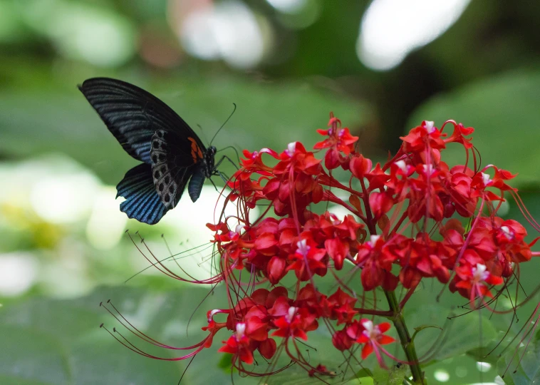 a black erfly flying over red flowers and leaves