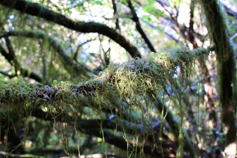 moss covered nch in the middle of some trees