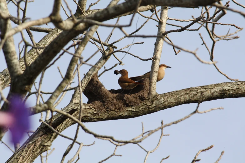 two birds that are sitting on a tree