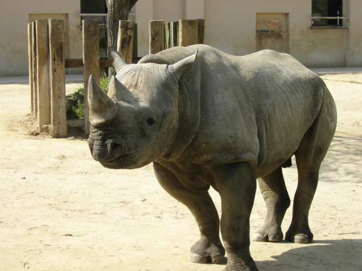 a rhino looking to its left in front of a building