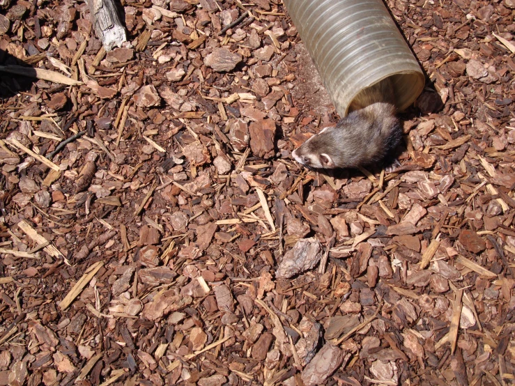 a single dead pig that is standing on some brown and white mulch
