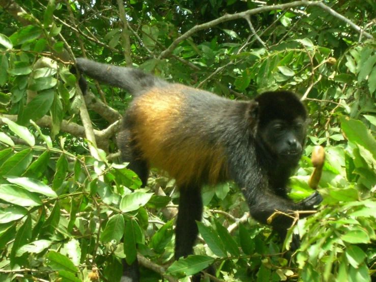 an animal that is in a tree with leaves