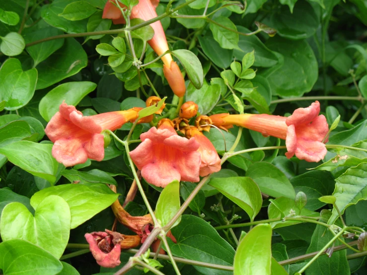 close up view of a peach colored flower surrounded by green leaves