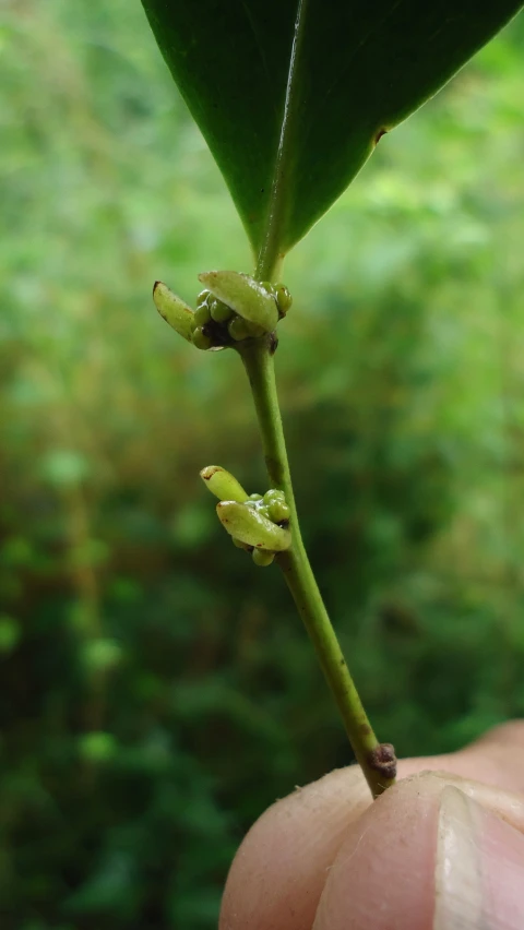 a tree nch with buds in the middle of the leaf