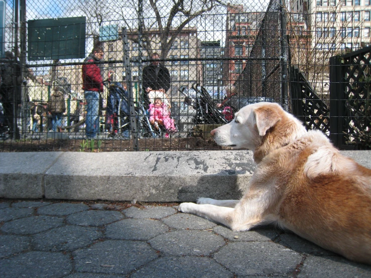 there is a dog that is sitting in the street