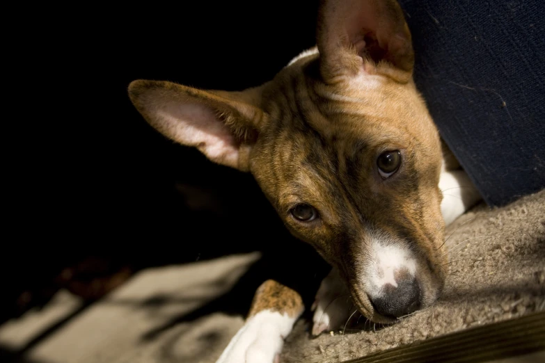 a dog chewing on a banana while laying on a bench