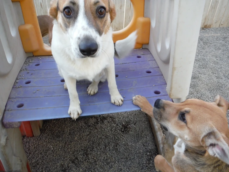 two dogs in front of a dog gate with a dog sitting next to them