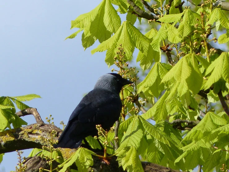 a bird that is sitting on a tree limb