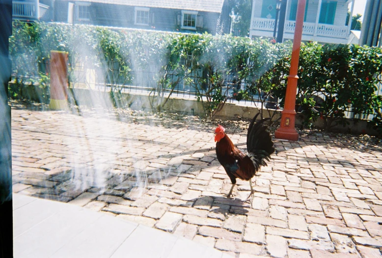 two roosters walking along a sidewalk near bushes