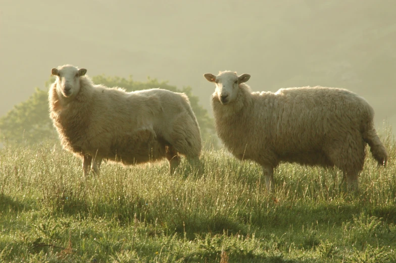 two sheep that are standing in the grass