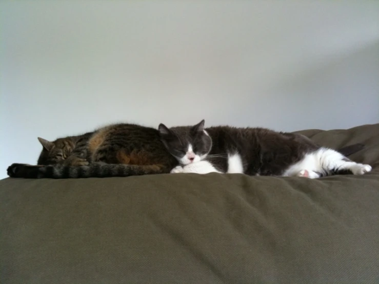 two cats laying side by side on a bed