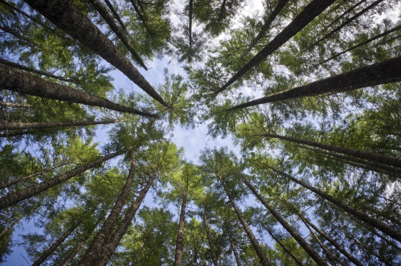 looking up into the air through tall treetops