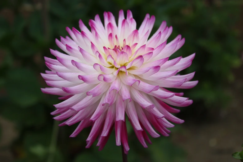 a close up picture of a purple and white flower