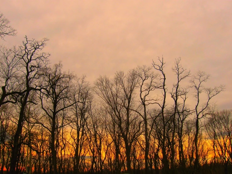 some trees are standing in a field of grass and yellow skies